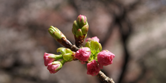 桜つぼみ